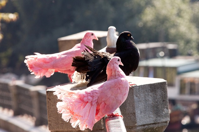 港在中超与 港在中超与